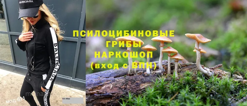 кракен онион  Нахабино  Галлюциногенные грибы Cubensis 